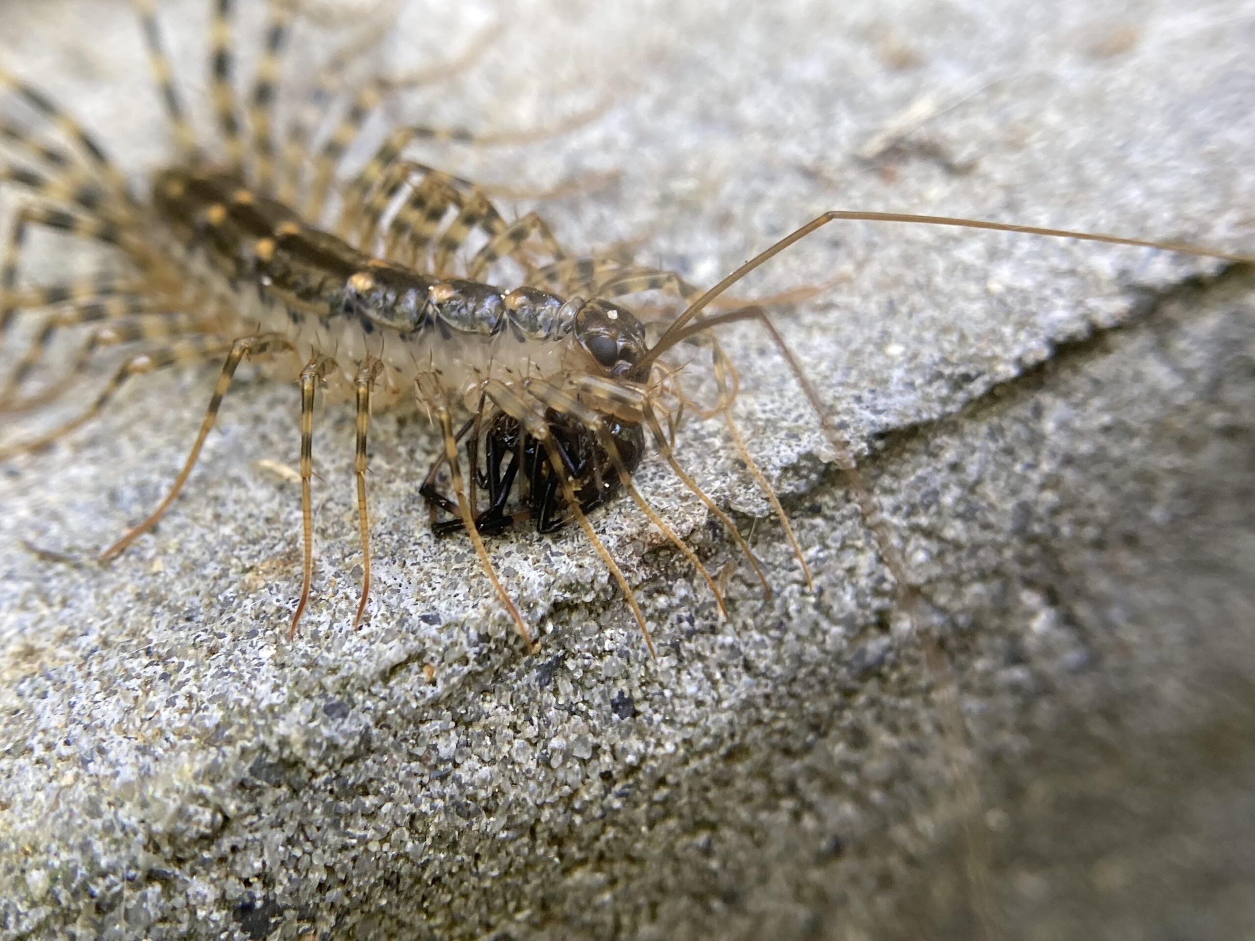 Effective Ways to Understand House Centipede Diet for Greater Pest Control in 2025