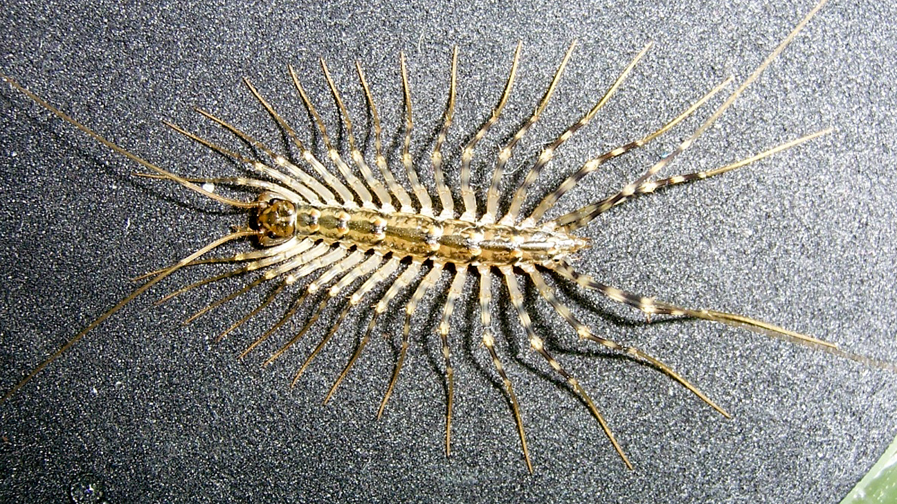 Understanding House Centipede Eating Habits