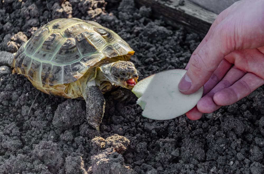 Essential Guide to Russian Tortoise Diet: Improve Their Health in 2025