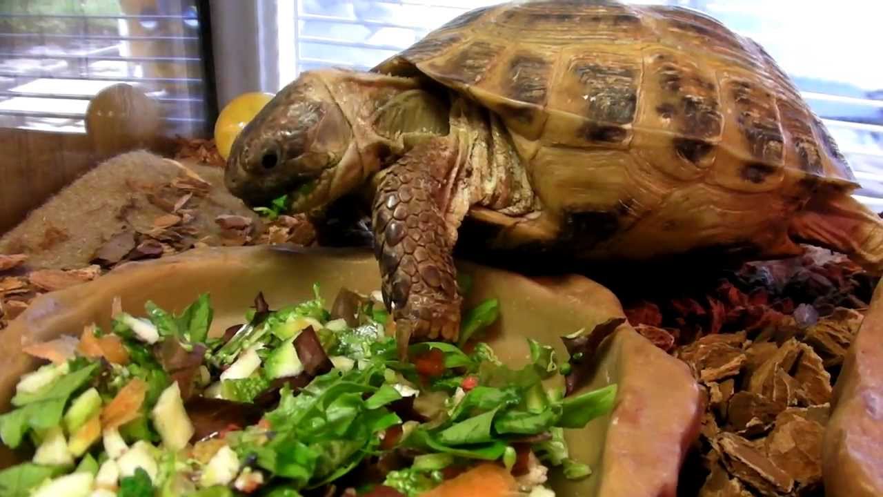 Russian Tortoise Diet