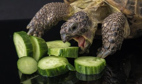 Healthy Russian Tortoise Diet