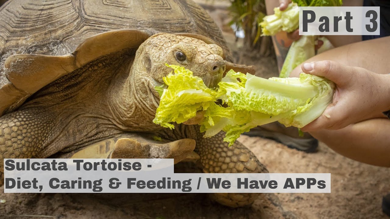 Effective Ways to Optimize Sulcata Tortoise Diet for Healthier Growth in 2025