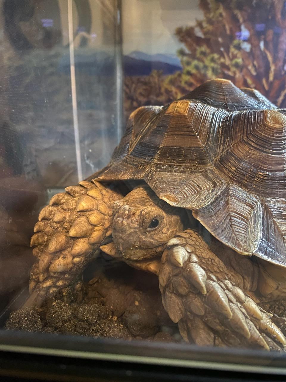 Healthy Sulcata Tortoise