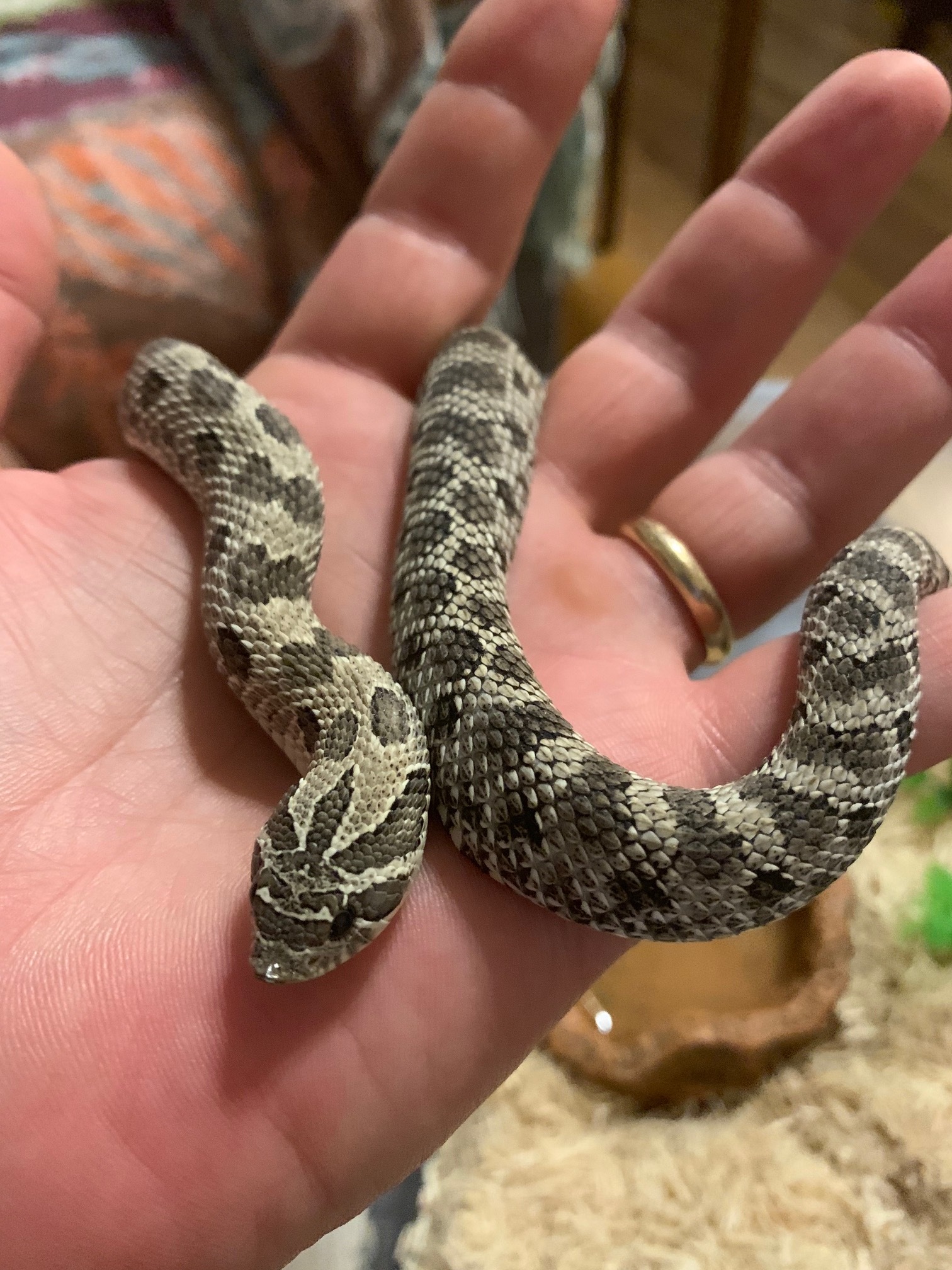 Feeding Hognose Snake