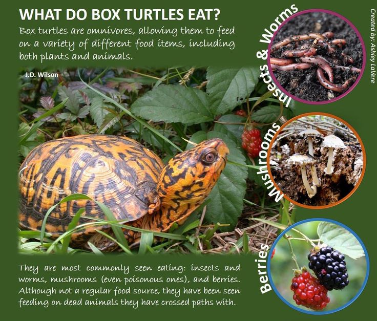 Essential Guide to Eastern Box Turtle Diet: Practical Tips for Optimal Care in 2025