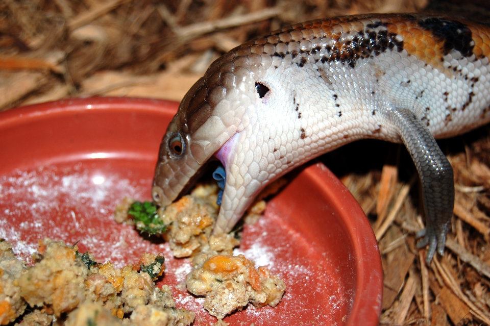 Essential Guide to Blue Tongue Skink Diet: Discover the Best Foods for Optimal Health in 2025