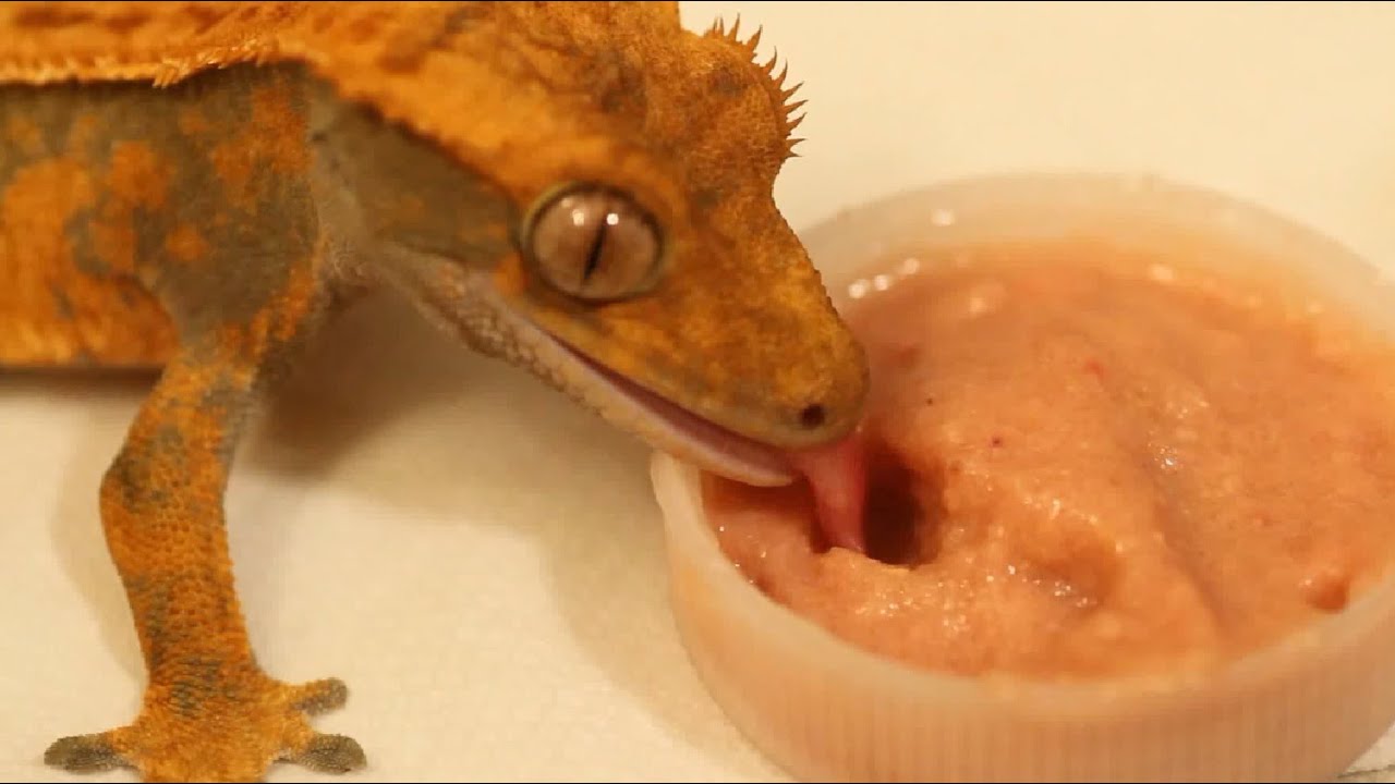 Healthy diet for Crested Geckos