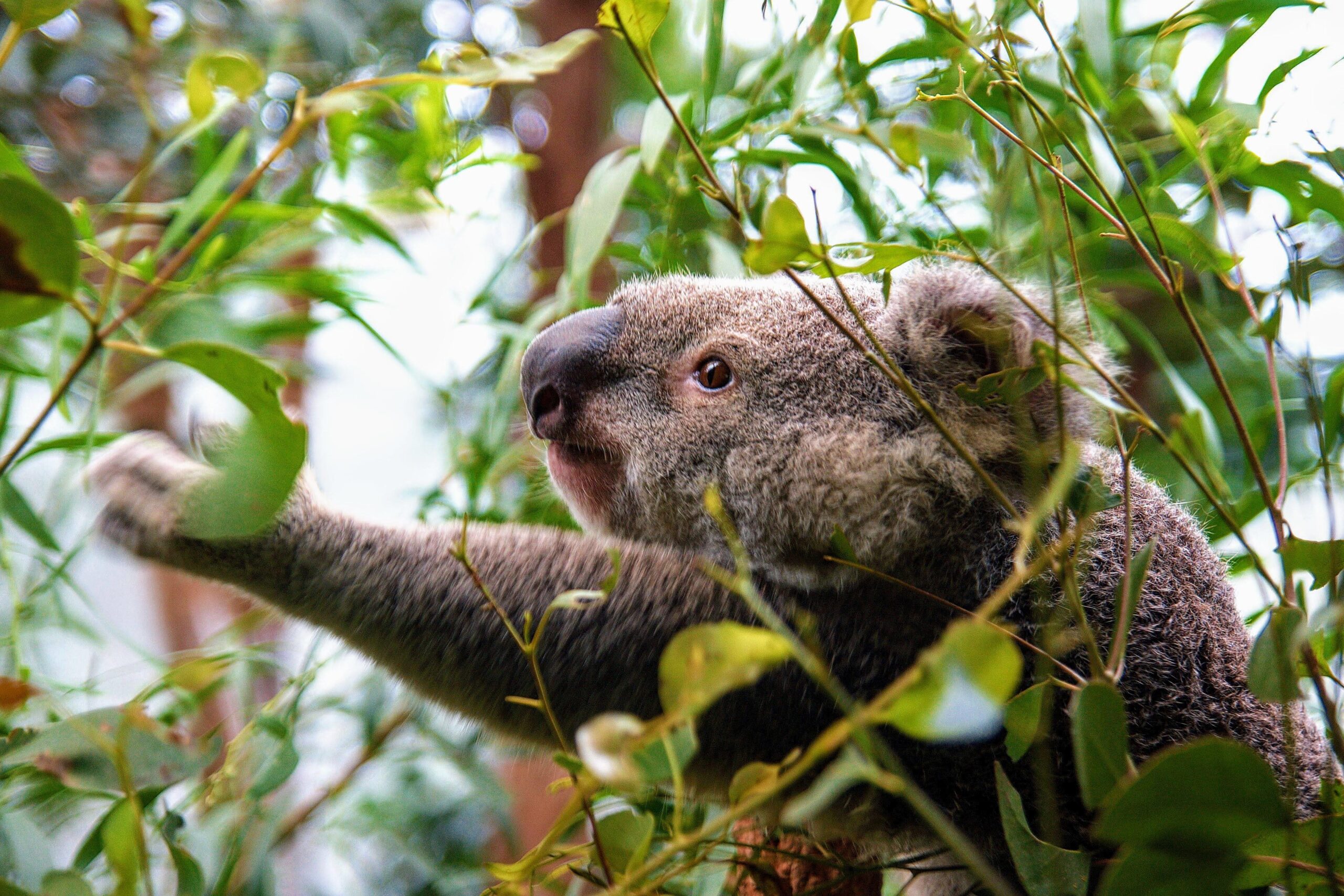 Exploring Effective Ways to Optimize Your Koala’s Diet in 2025