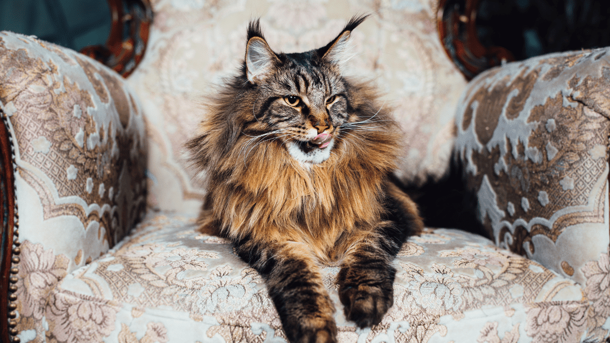 Top 5 Effective Ways to Optimize Your Maine Coon Diet in 2025